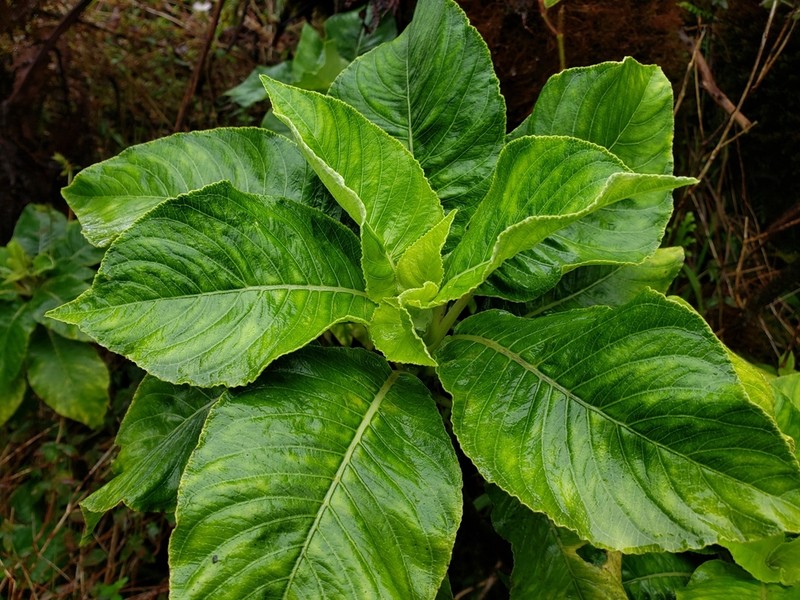 Honolulu Cyanea