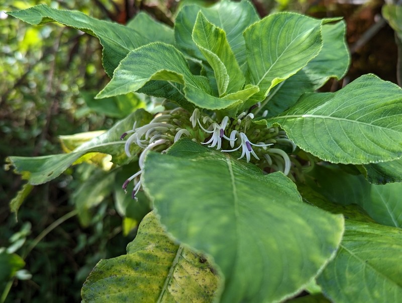 Honolulu Cyanea photo 3