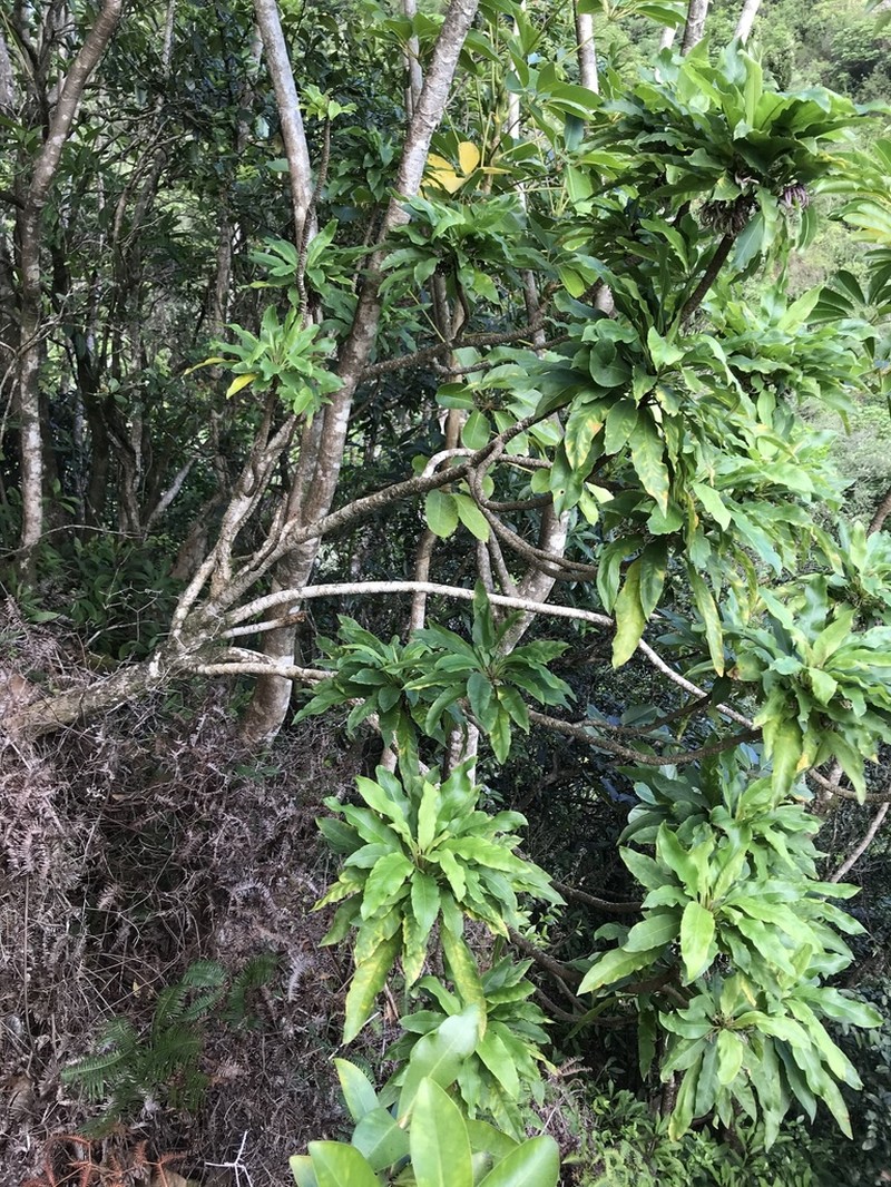 'Aku photo 5