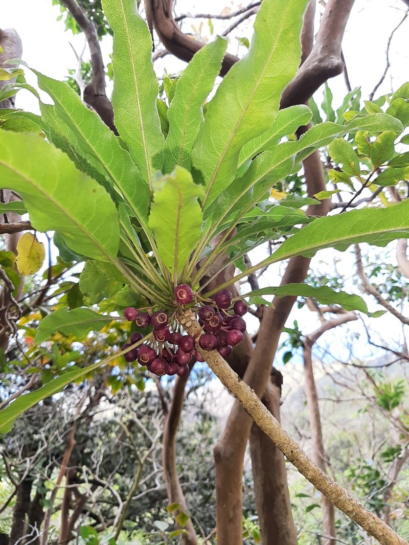 'Aku photo 6