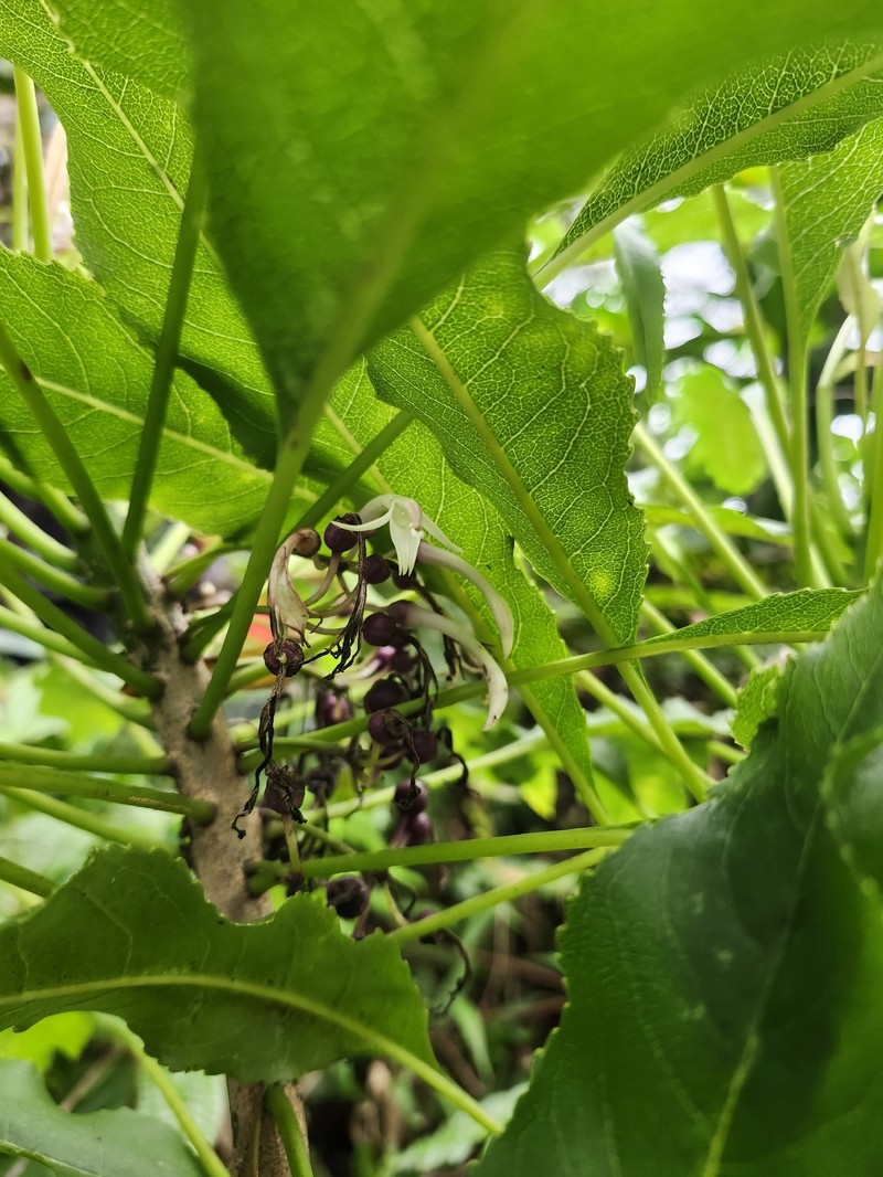 'Aku photo 7