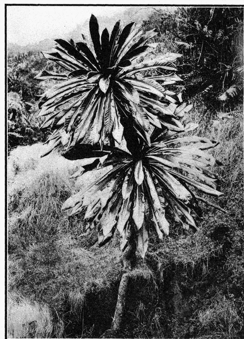 Palmtree Cyanea