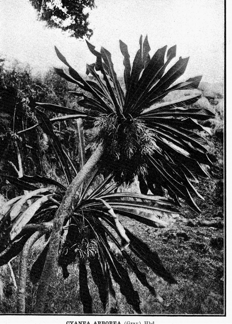 Palmtree Cyanea photo 2