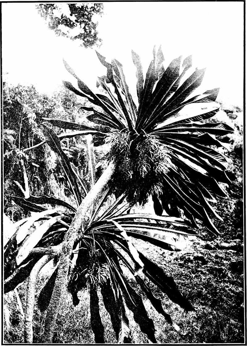 Palmtree Cyanea photo 3