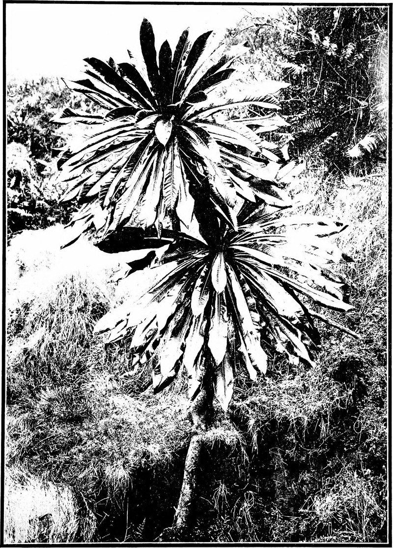 Palmtree Cyanea photo 4