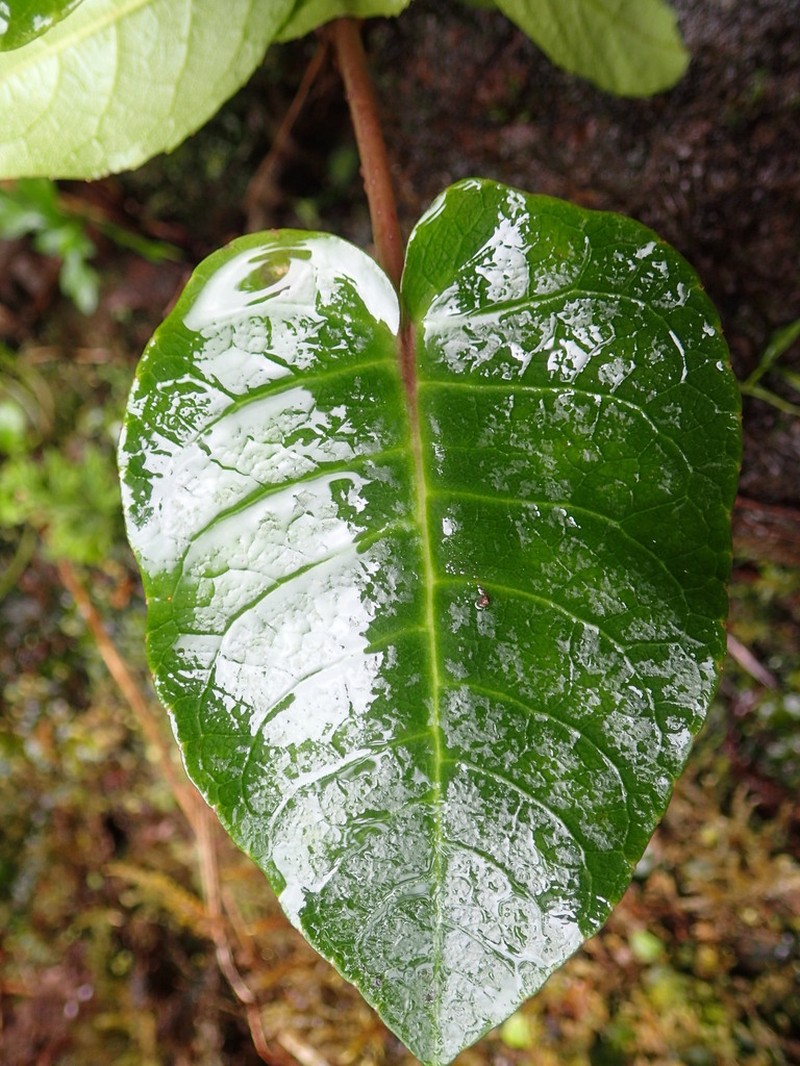 Gingerleaf Cyanea