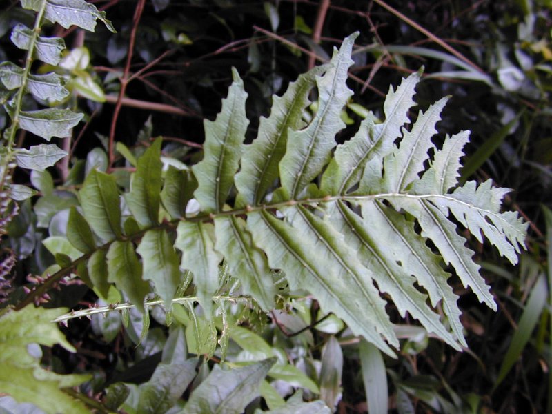 Spleenwort Cyanea