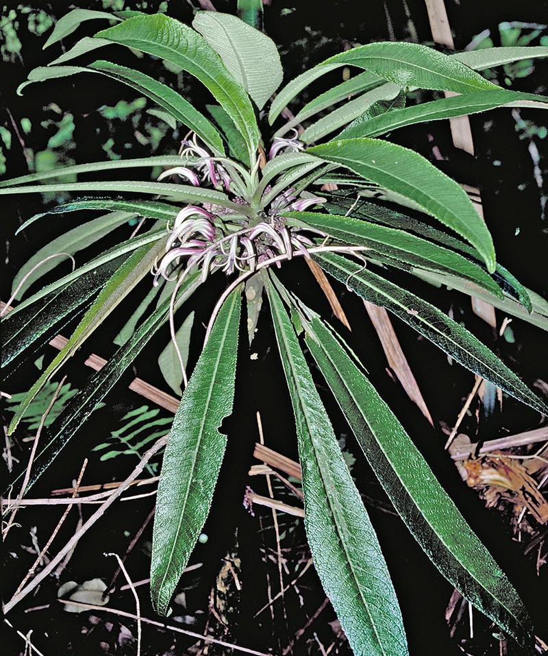 O'Ahu Cyanea