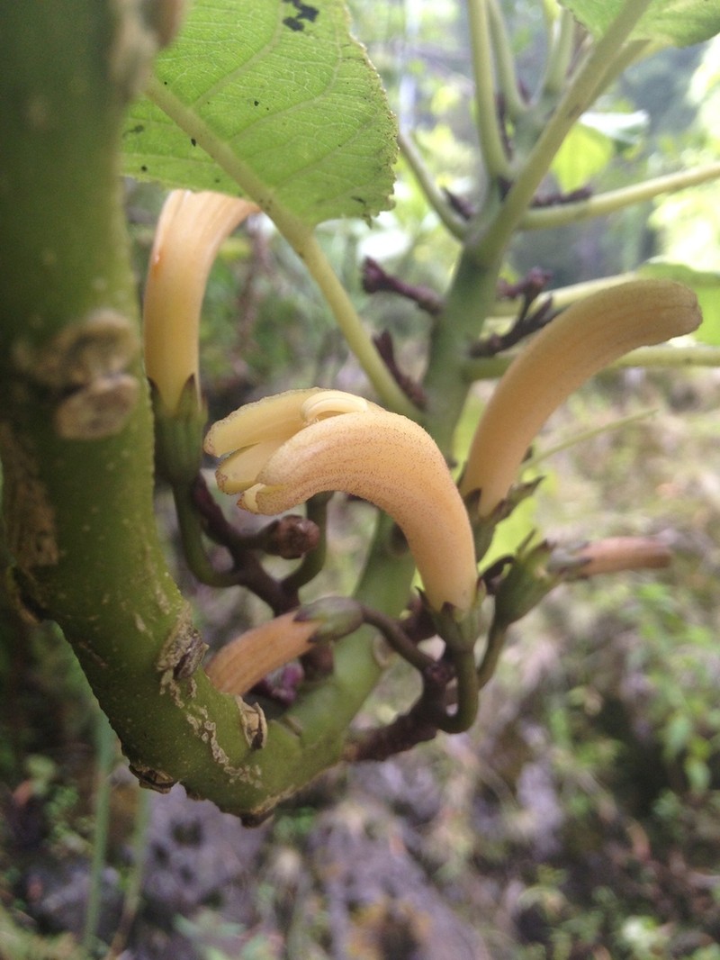 Treetrunk Cyanea photo 2