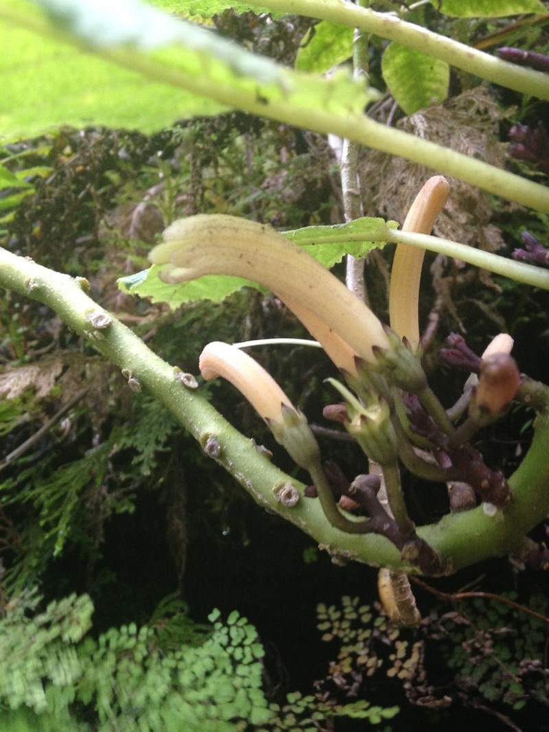 Treetrunk Cyanea photo 3