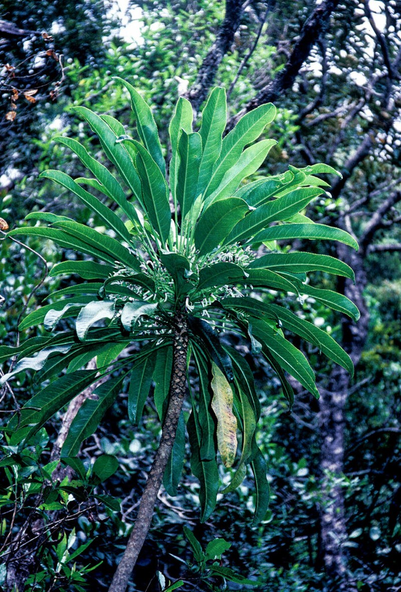 Leatherleaf Cyanea photo 4
