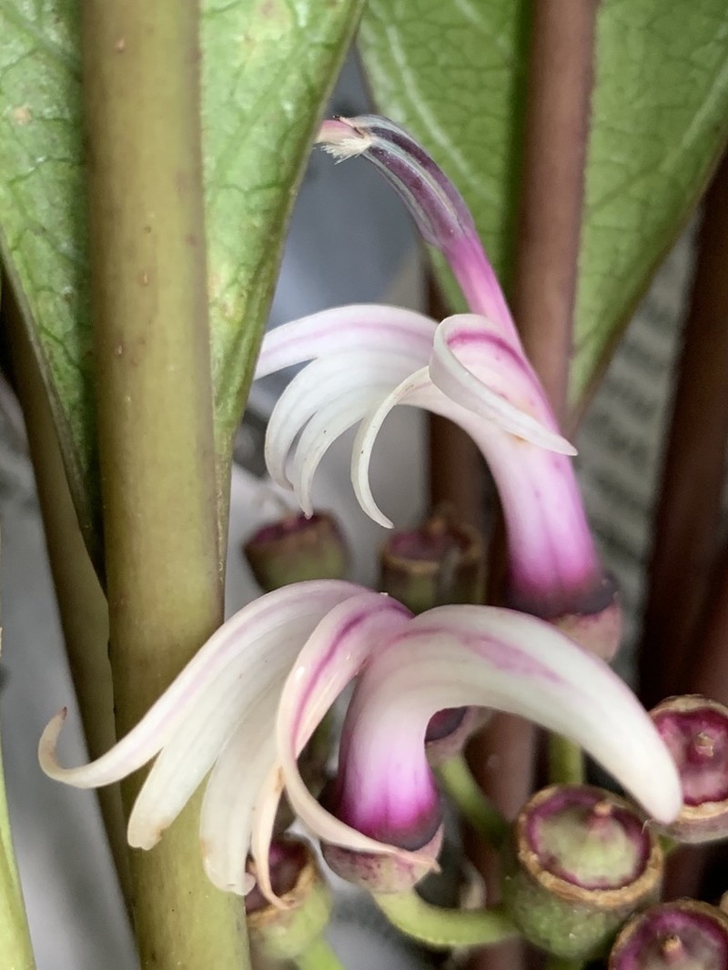 Faurie's Cyanea photo 3