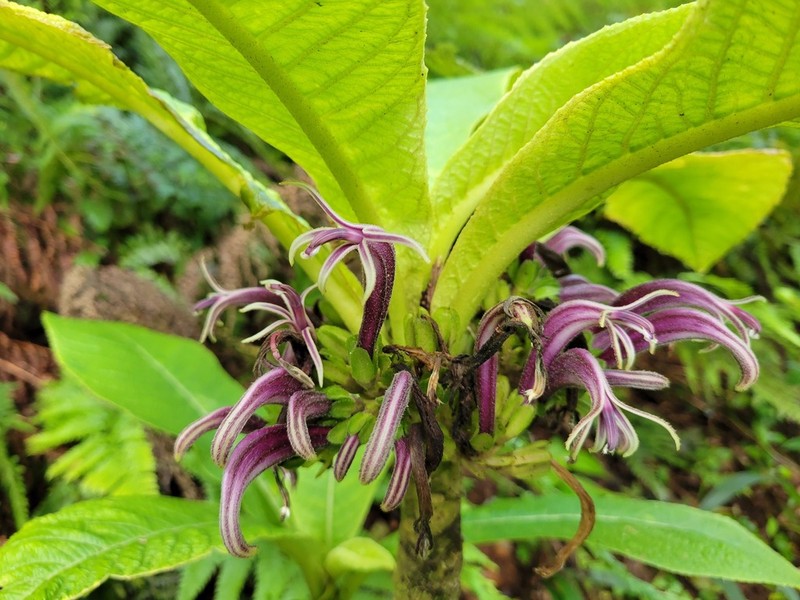 Koolau Range Rollandia