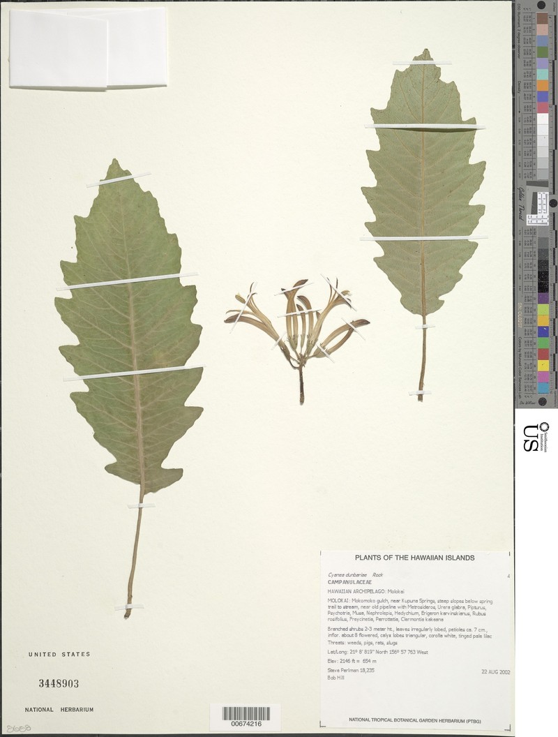 Ravine Cyanea