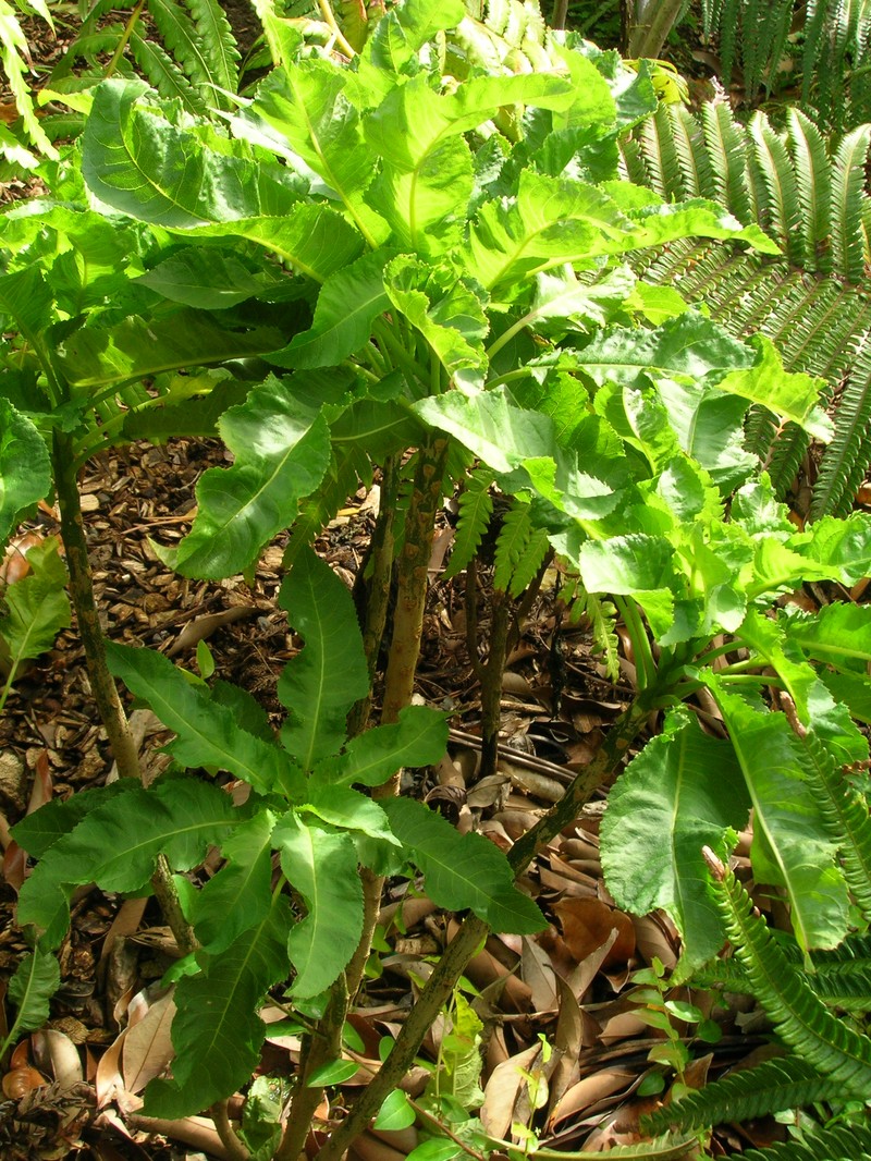 Ellipticleaf Cyanea photo 3