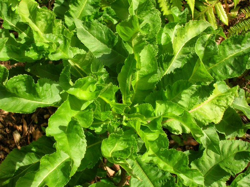 Ellipticleaf Cyanea photo 4