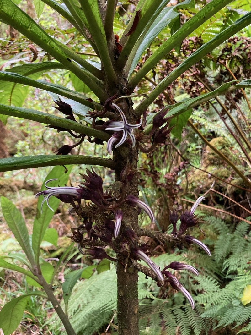 Koloa Clermontia photo 3