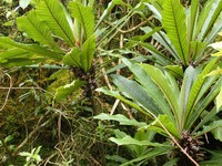 Kauai Cyanea