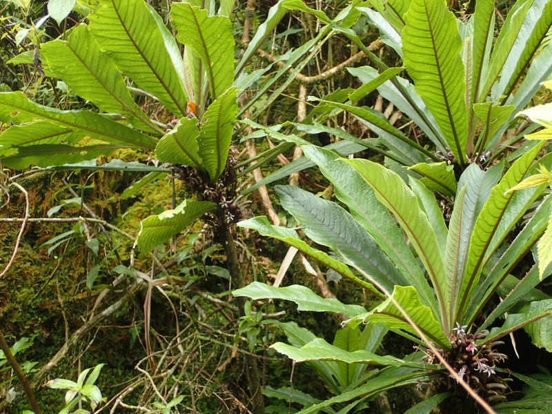 Kauai Cyanea