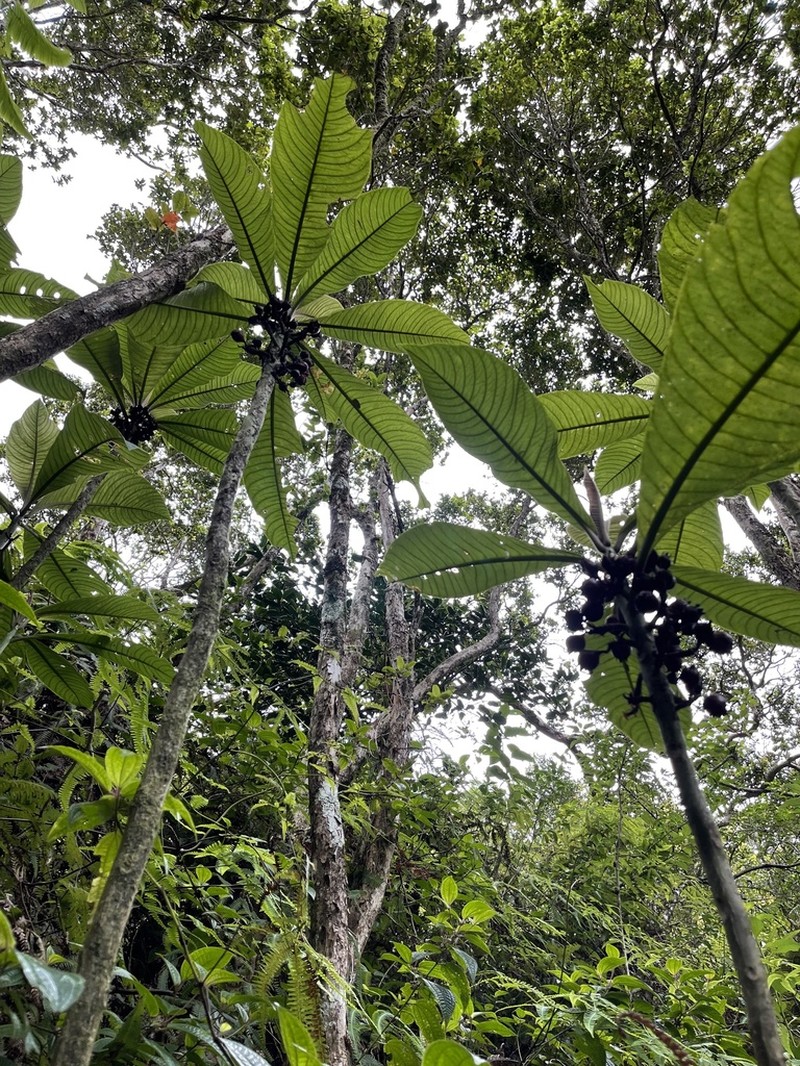 Kauai Cyanea photo 5