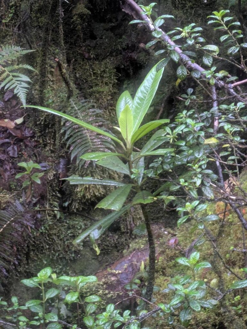 Kauai Cyanea photo 6