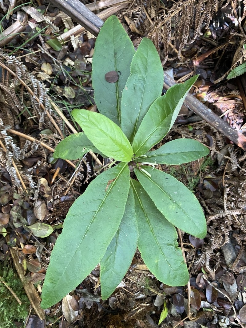 Degener's Cyanea photo 3