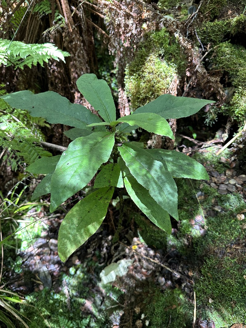 Degener's Cyanea photo 4