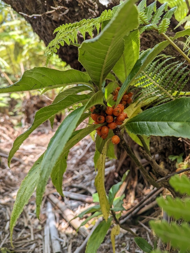 Degener's Cyanea photo 6