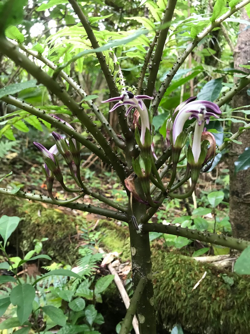 Splitleaf Cyanea