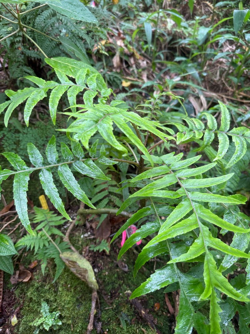 Splitleaf Cyanea photo 2