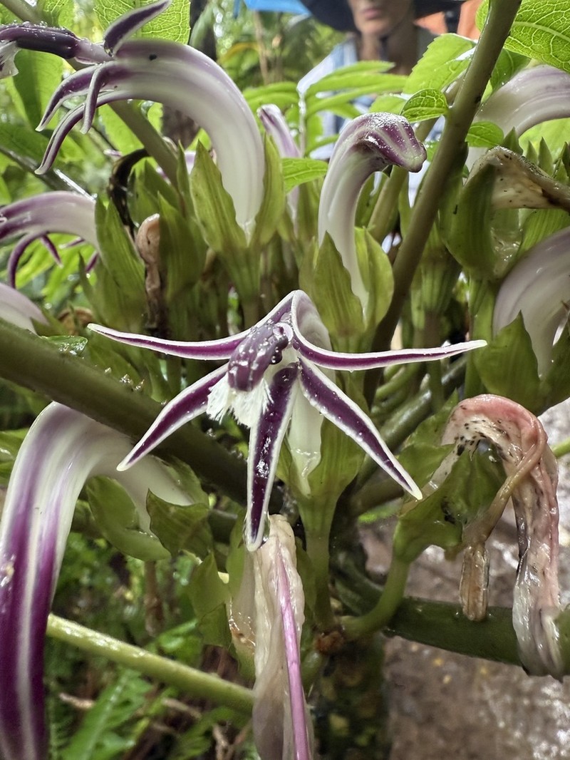 Splitleaf Cyanea photo 3