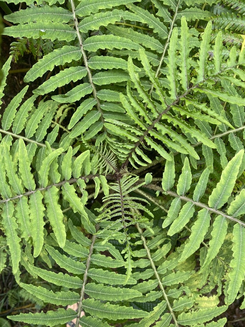 Splitleaf Cyanea photo 4
