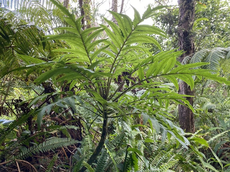 Splitleaf Cyanea photo 5