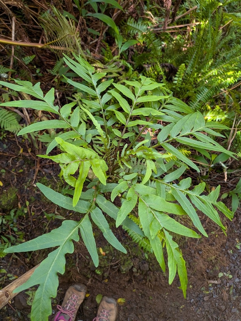 Splitleaf Cyanea photo 7