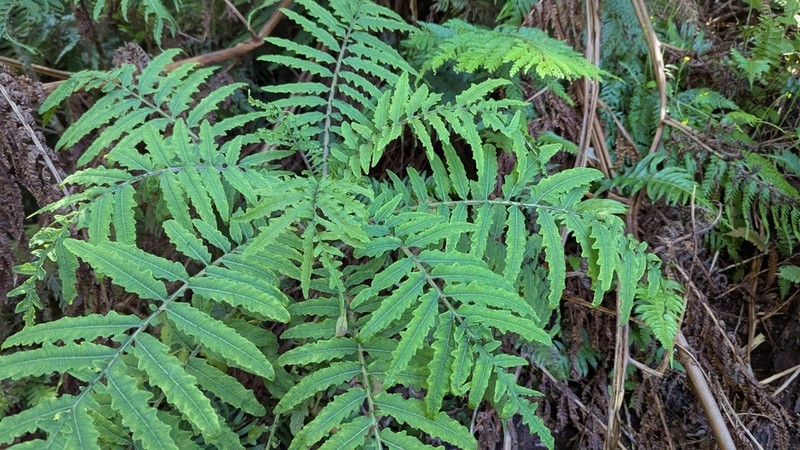 Splitleaf Cyanea photo 8