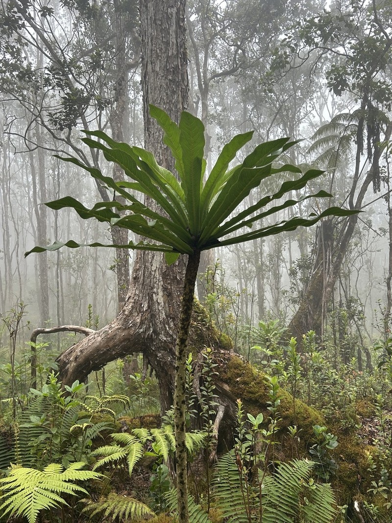 Wetforest Cyanea