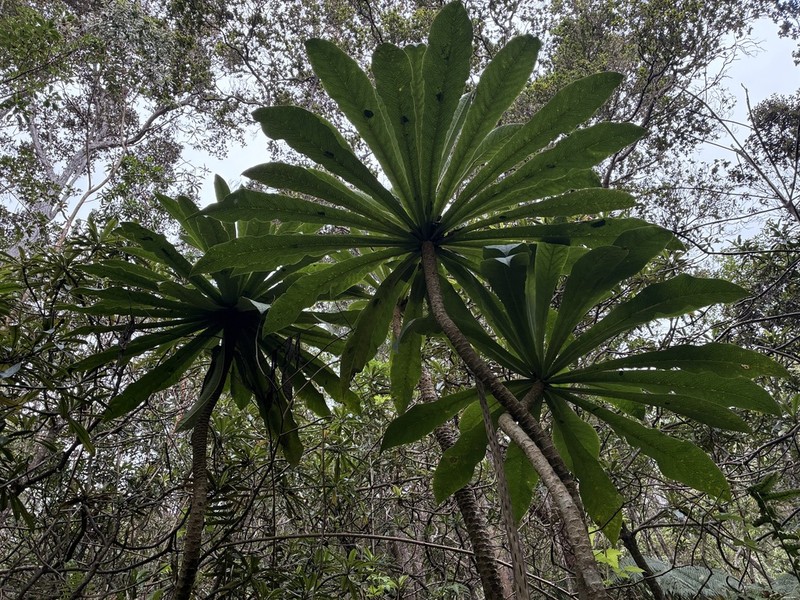 Wetforest Cyanea photo 2