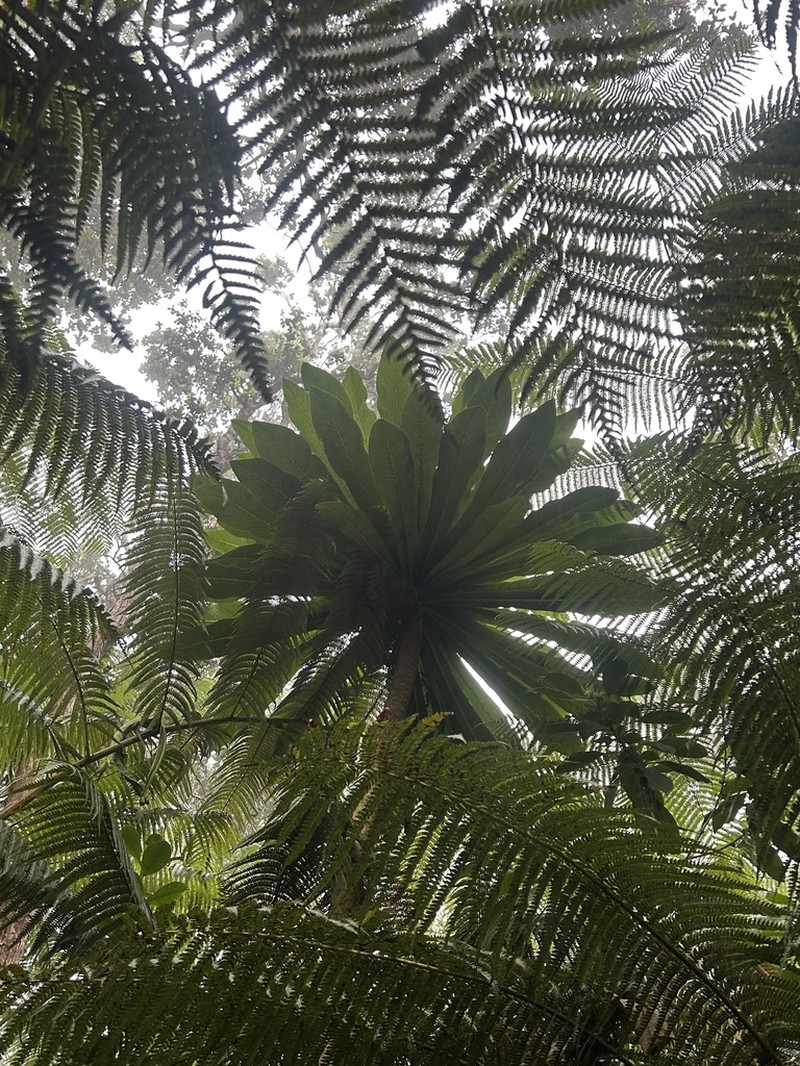 Wetforest Cyanea photo 3