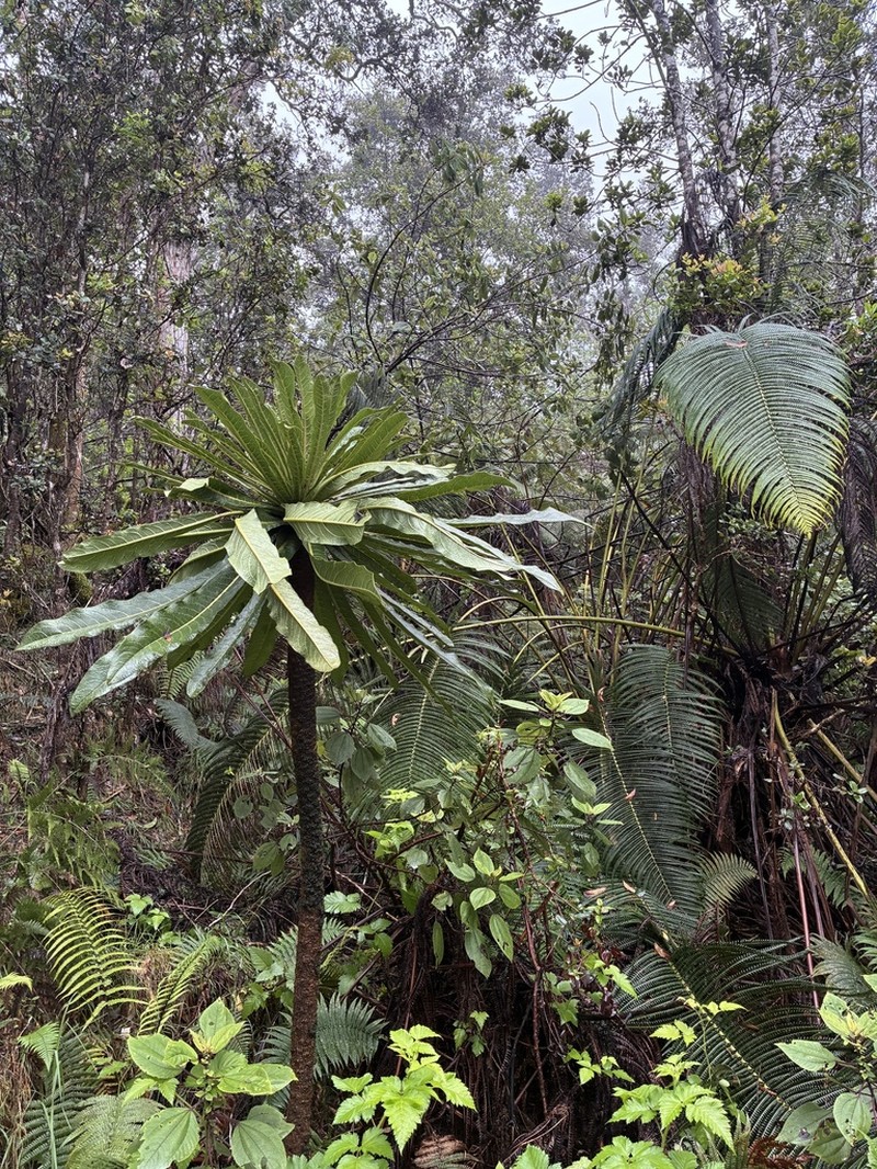 Wetforest Cyanea photo 4