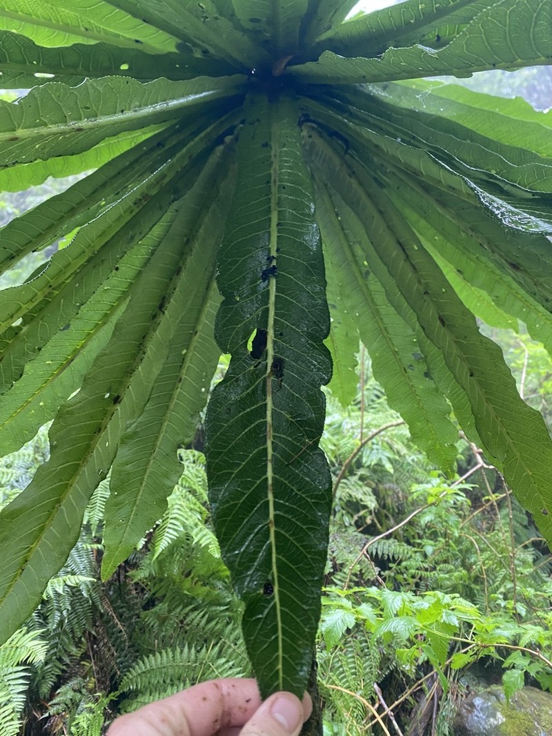 Wetforest Cyanea photo 5