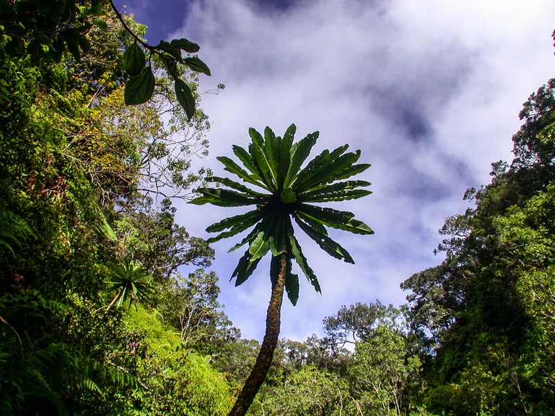 Wetforest Cyanea photo 6