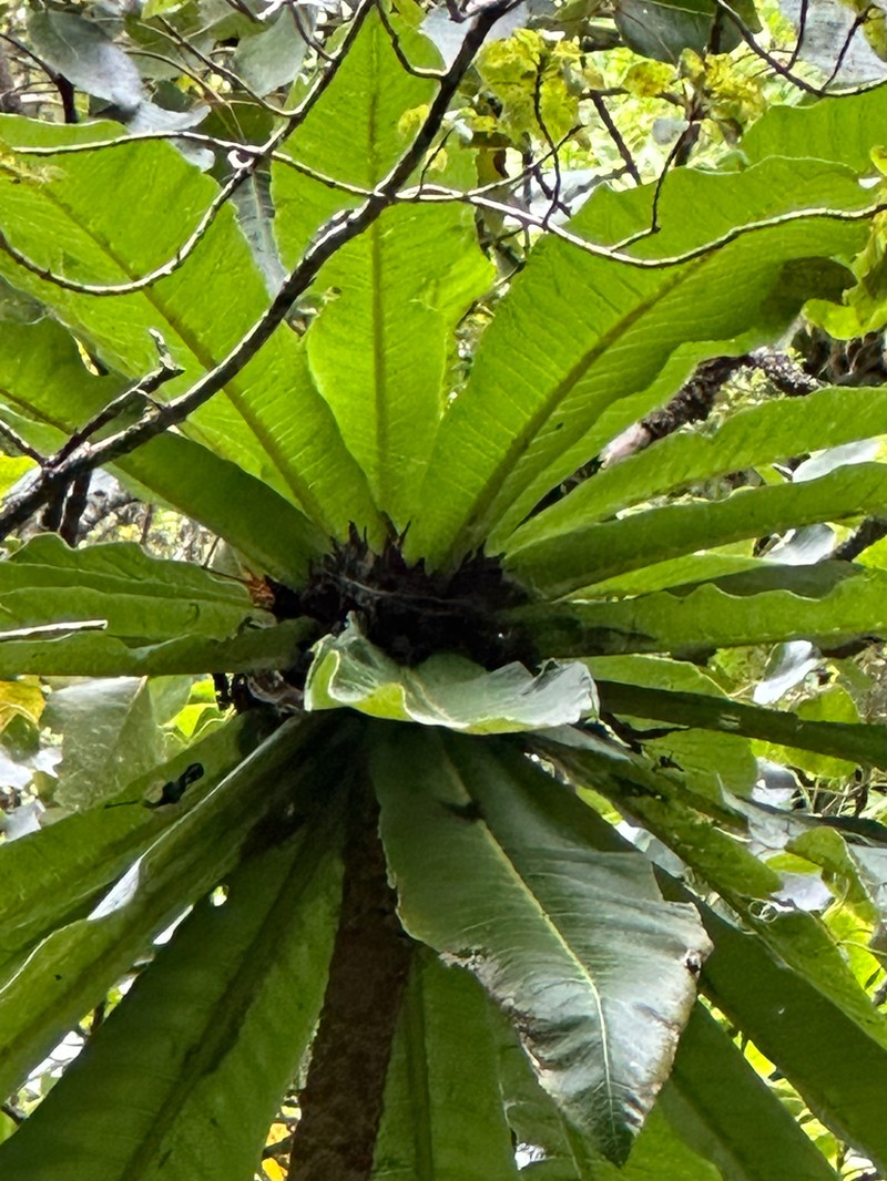 Wetforest Cyanea photo 7