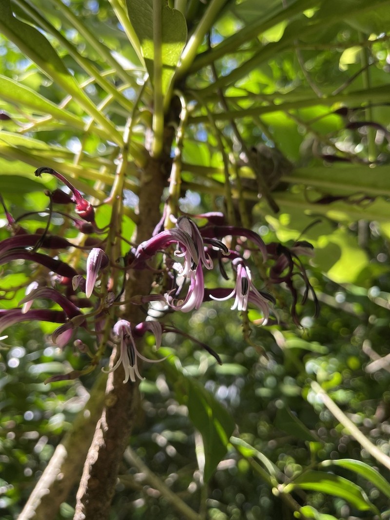 Oahu Cyanea