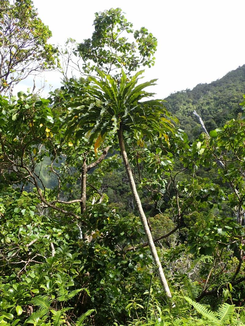 Oahu Cyanea photo 4