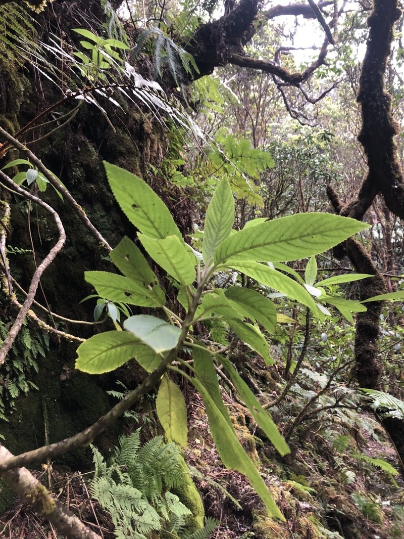 Rustyleaf Cyanea photo 3