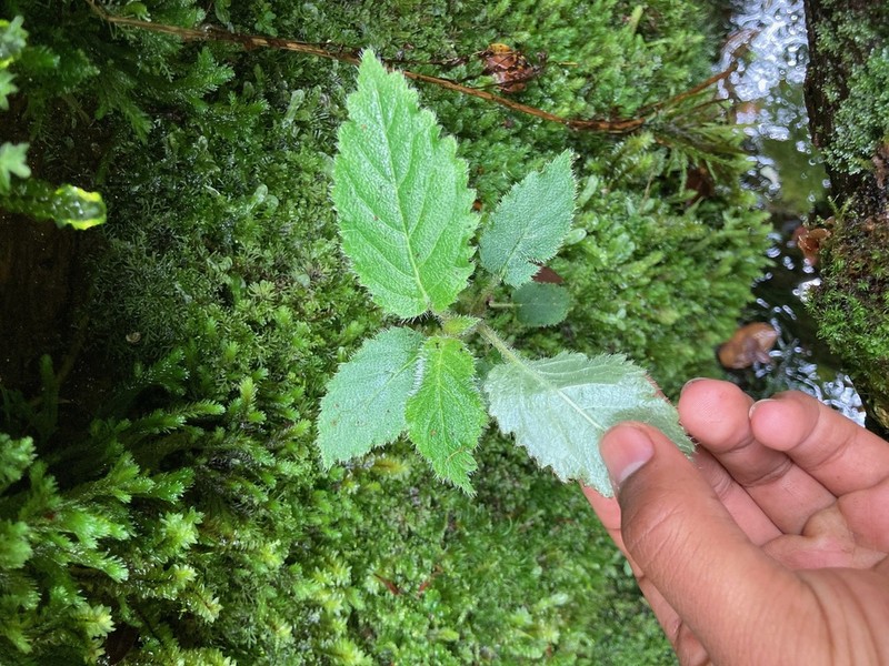 Rustyleaf Cyanea photo 4