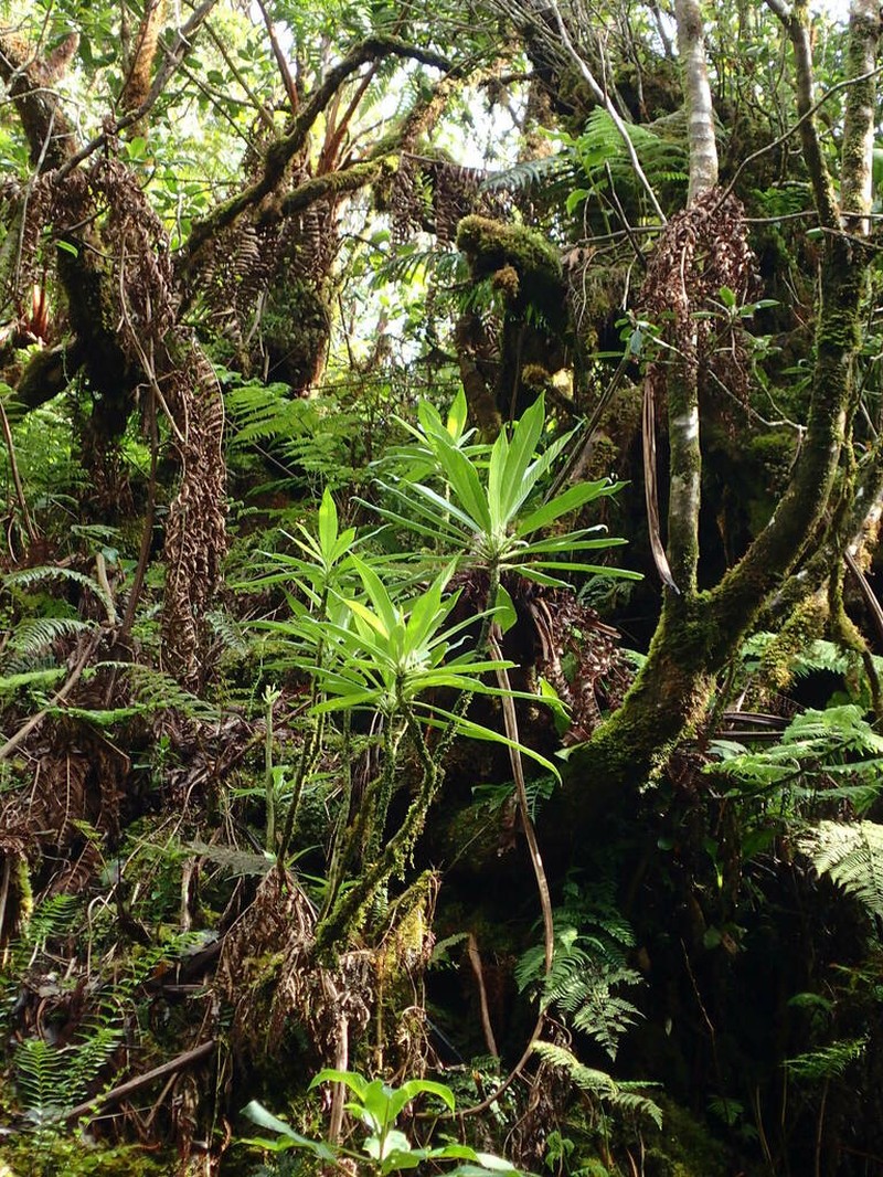 Rustyleaf Cyanea photo 8