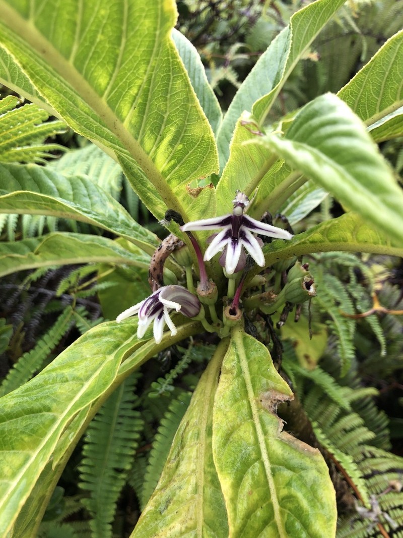 Wahiawa Cyanea photo 2