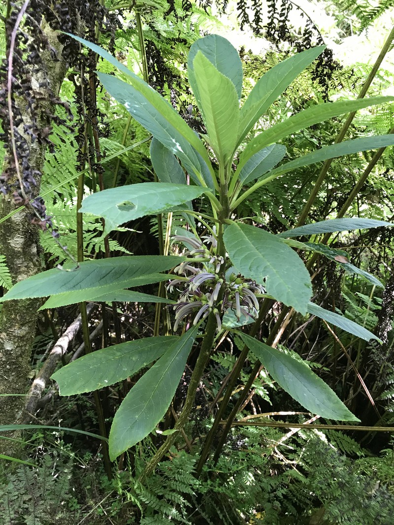 Wahiawa Cyanea photo 6