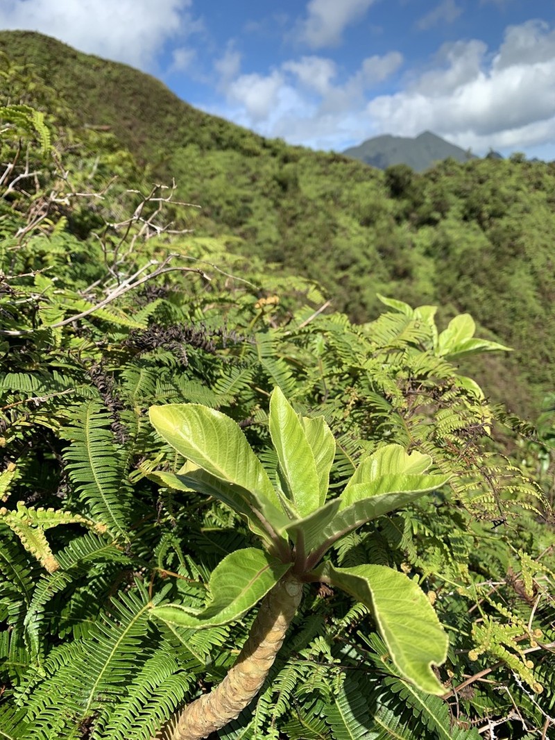 Wahiawa Cyanea photo 7